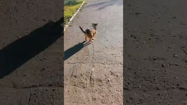 Умный, компанейский пёс | Ефим