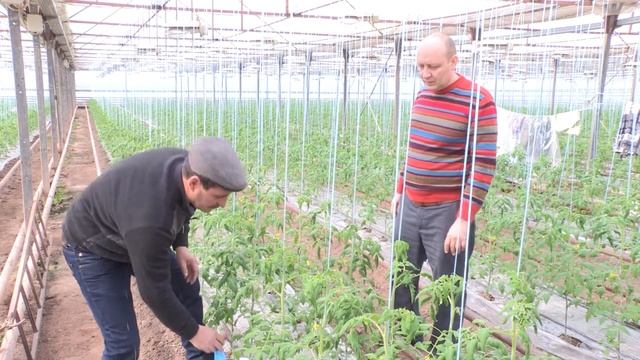 Опыление и уход за томатом "ФЕНДА" 18-01-2018 смотреть онлайн