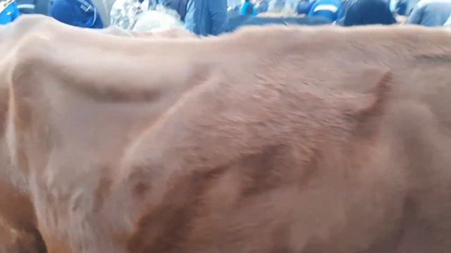 Ona bola sigir va bug‘oz sigir narxlari Buxoro G‘ijduvon mol bozor narxlari yangi 10 ноября 2021 г.