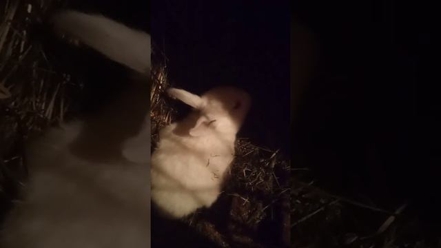 Чем можно заняться на пенсии,ну конечно разведением кроликов.....