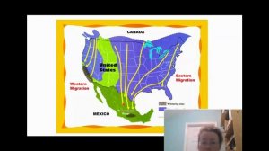 Бабочка данаида монарх - чудо природы