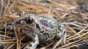 Чесночница