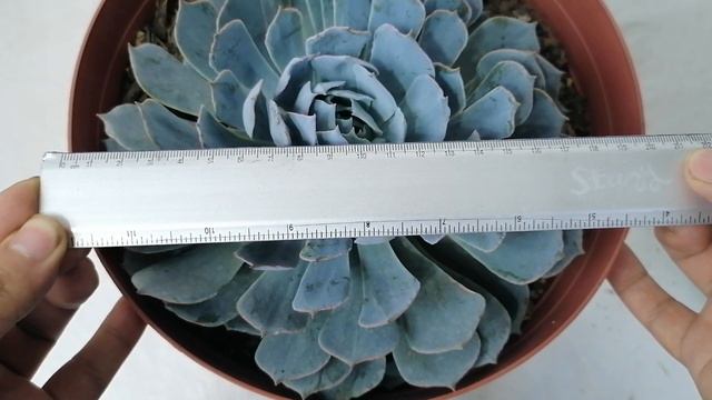 echeveria bruma suculentas donsuculento смотреть онлайн