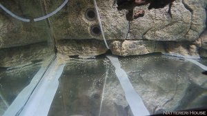 Запуск аквариума на 400 литров