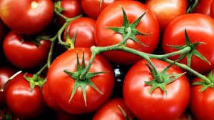 Сажайте эти неприхотливые сорта томатов и вас засыплет урожаем помидор гарантированно 100%