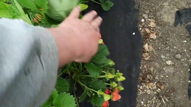 Клубника Кабрилло 15 апреля первый сбор