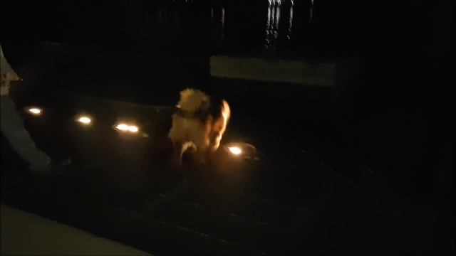 #391 Один вечер в Канаде смотреть онлайн