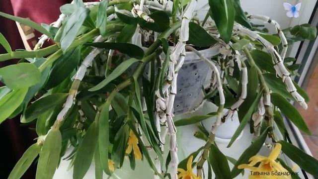 Орхидеи дендробиумы стардаст и нобиле. Цветение. смотреть онлайн