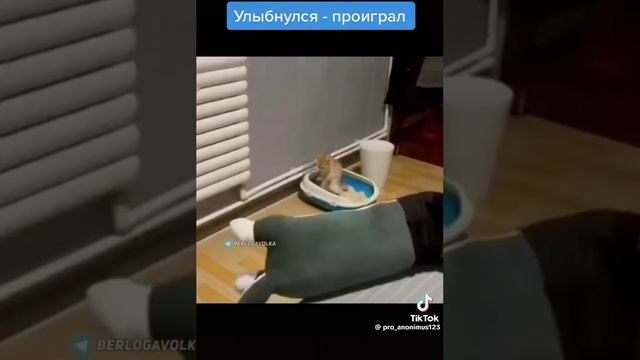 смишное видео