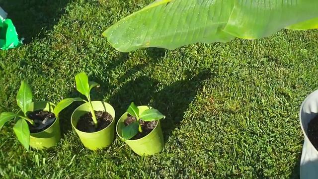 08/30/2012 - Potted Dwarf Cavendish plants and Musa Basjoo смотреть онлайн