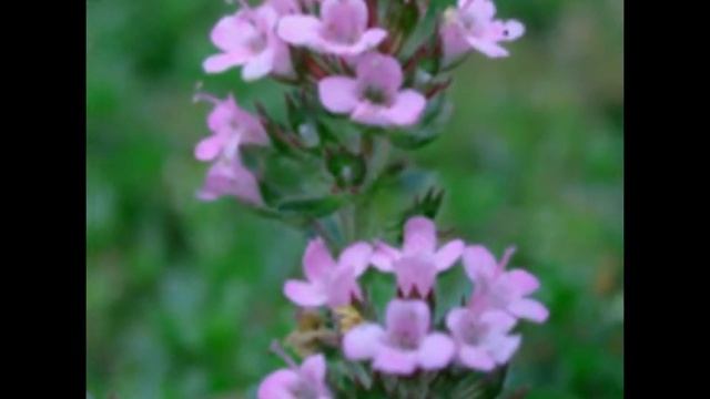 ТИМИЈАН смотреть онлайн