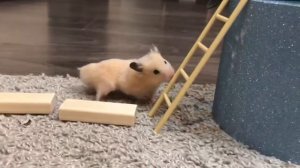 Приключения и игры с мячиками Хомячка / Хома-Хома