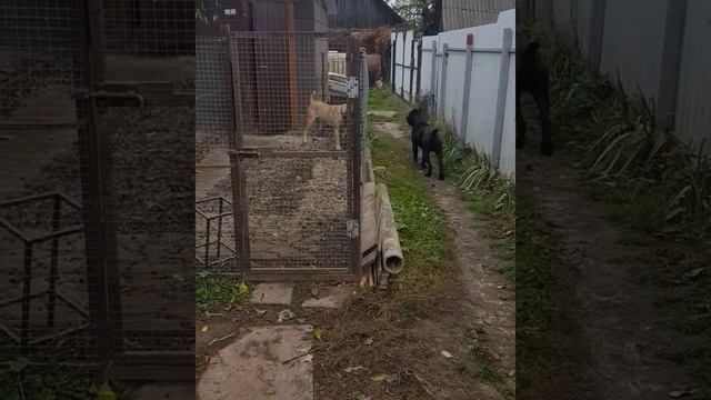 Cane Corso