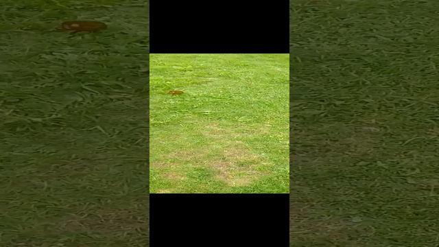 🐕 Энергетическое занятие! 😄🤪