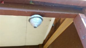 Осиное гнездо | Осы построили гнездо в туалете, как туда сходить теперь