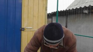 Николаевские голуби. г.Терновка 89.Голуби с Запорожья.