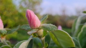 Айва, пожалуй, самое красивое дерево. Цветение просто завораживает.