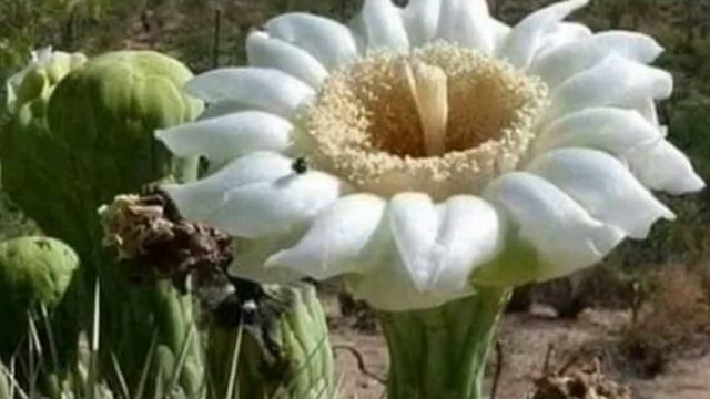 మహ మేరు పుష్పం / ఆర్య పుష్పం || mahameru flower смотреть онлайн