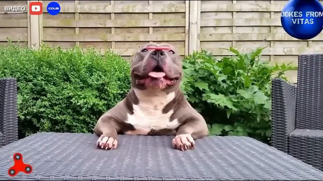 Прикол с животными,крутят спиннеры смотреть онлайн