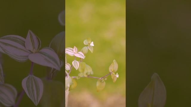 Tiny flowers on Tradescantia Tricolour | Tradescantia Fluminensis