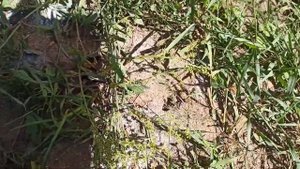 Средство Гектор. от муравьев, клапов, тараканов. кипяток от муравьев. #эксперимент #обзор #лайк