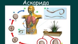 паразитические круглые черви