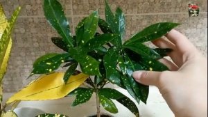 КРОТОН и АУКУБА: схожесть и отличие этих растений, какие сорта кротона часто путают с аукубой.