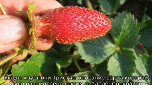 Клубника Тристан — описание сорта