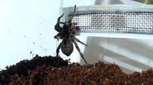 #107 САМЫЙ БОЛЬШОЙ ПАУК РОССИИ. ЮЖНОРУССКИЙ ТАРАНТУЛ. Lycosa singoriensis