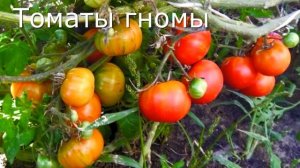 Томаты гномы.  Минусы и плюсы. Формировка и уход.