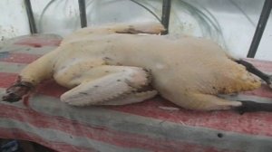 Забой мускусной утки//Секреты хороших урожаев.