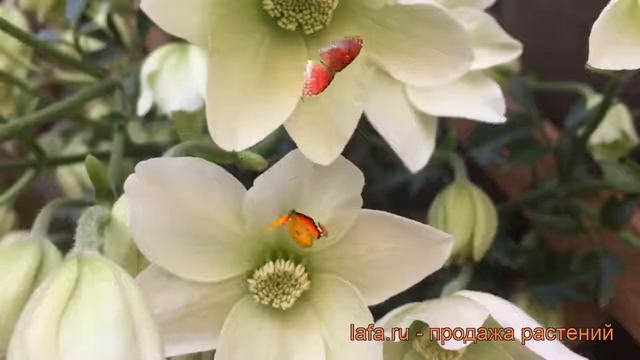 Клематис крупноцветковый Аваланч (clematis avalanche) ? обзор: как сажать, саженцы клематиса Авалан смотреть онлайн