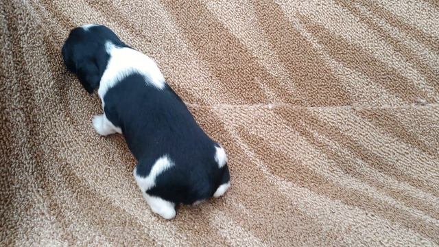 РОС рыже-пегая девочка 3 недели смотреть онлайн