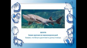 Всемирный день моря - медиапрезентация