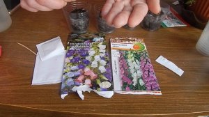 КАк сажать Наперстянку и Колокольчик на рассаду семенами