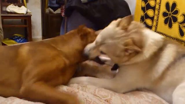 С Хвостом 3 смотреть онлайн