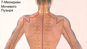 Движение Ци в организме Человека