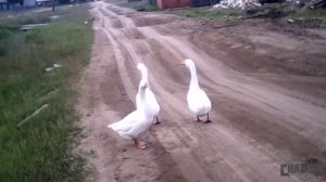 Гуси плавают в  пруду