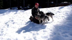 Tuva - Norwegian Elkhound Preservation Breeding