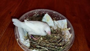 Ручное выкармливание птенцов