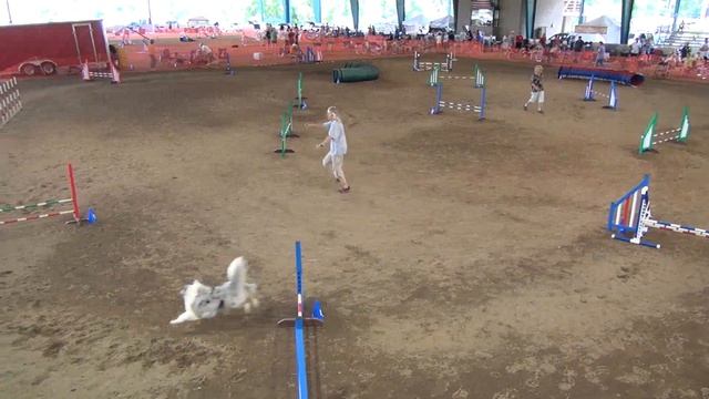 Java' 1st time in Excellent JWW. Canine Capers Sun смотреть онлайн