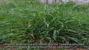 Как подсеять газон в проплешины