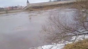 собаки гуляют,что вылезло из под снега изучают.Ледоход