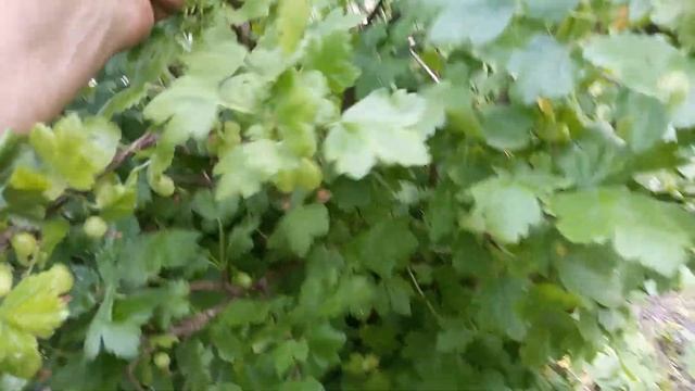 Спасаем крыжовник от вредителей без химии смотреть онлайн