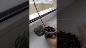 Хойя Caudata и другие любимцы моего жилища