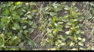 УРОЖАЙ   Выращивание редьки Лобо Лук