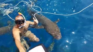 Maldives ?? Акулы-няньки на Мальдивах, купание с акулами?Reef sharks?