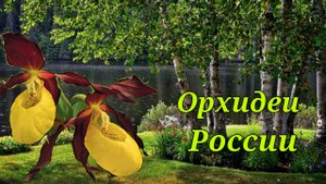 Орхидеи России.