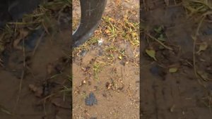 Бампер передний Kia Picanto 2007-2012