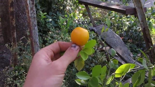 Каламондин или цитрофортунелла смотреть онлайн